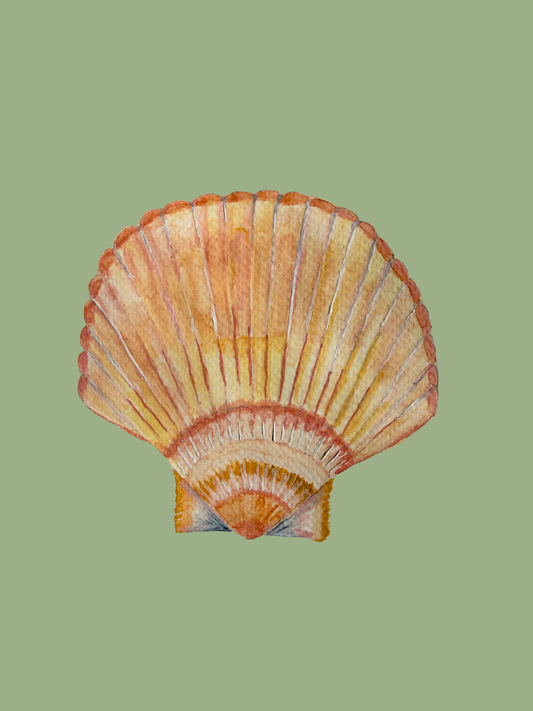 Sage Green Scallop Shell Print
