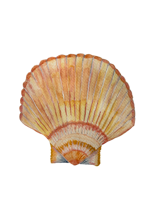 Scallop Shell Print